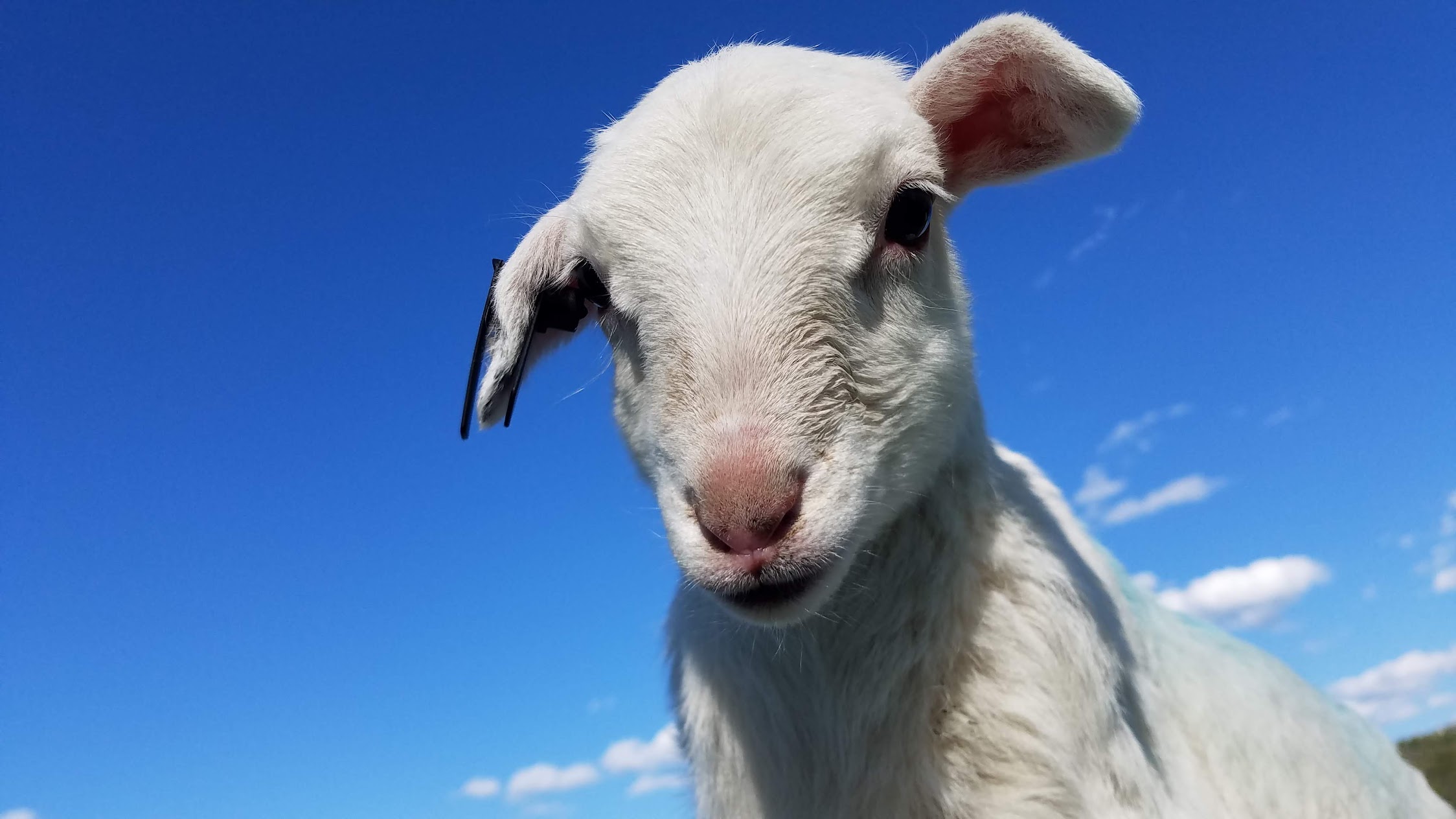 Fainting Goats