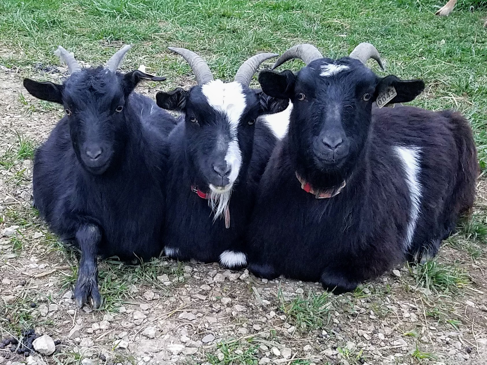 Myotonic Goats