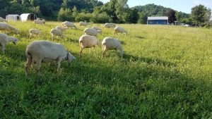 St Croix Ewes on pasture