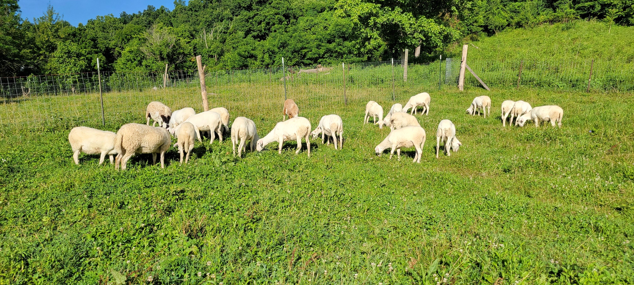 Data Collection and Estimated Breeding Values for Sheep