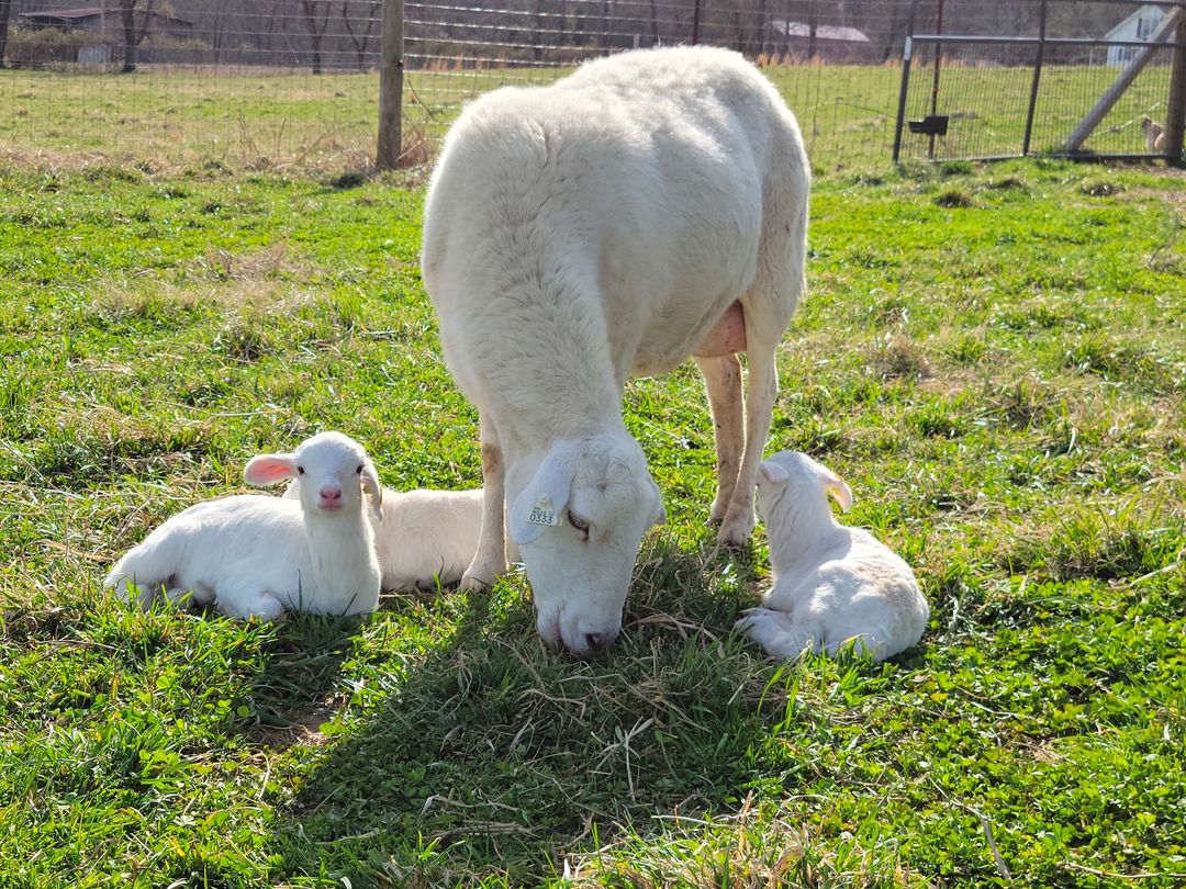 Fertility, Prolificacy, and Fecundity: What are ewe talking about?
