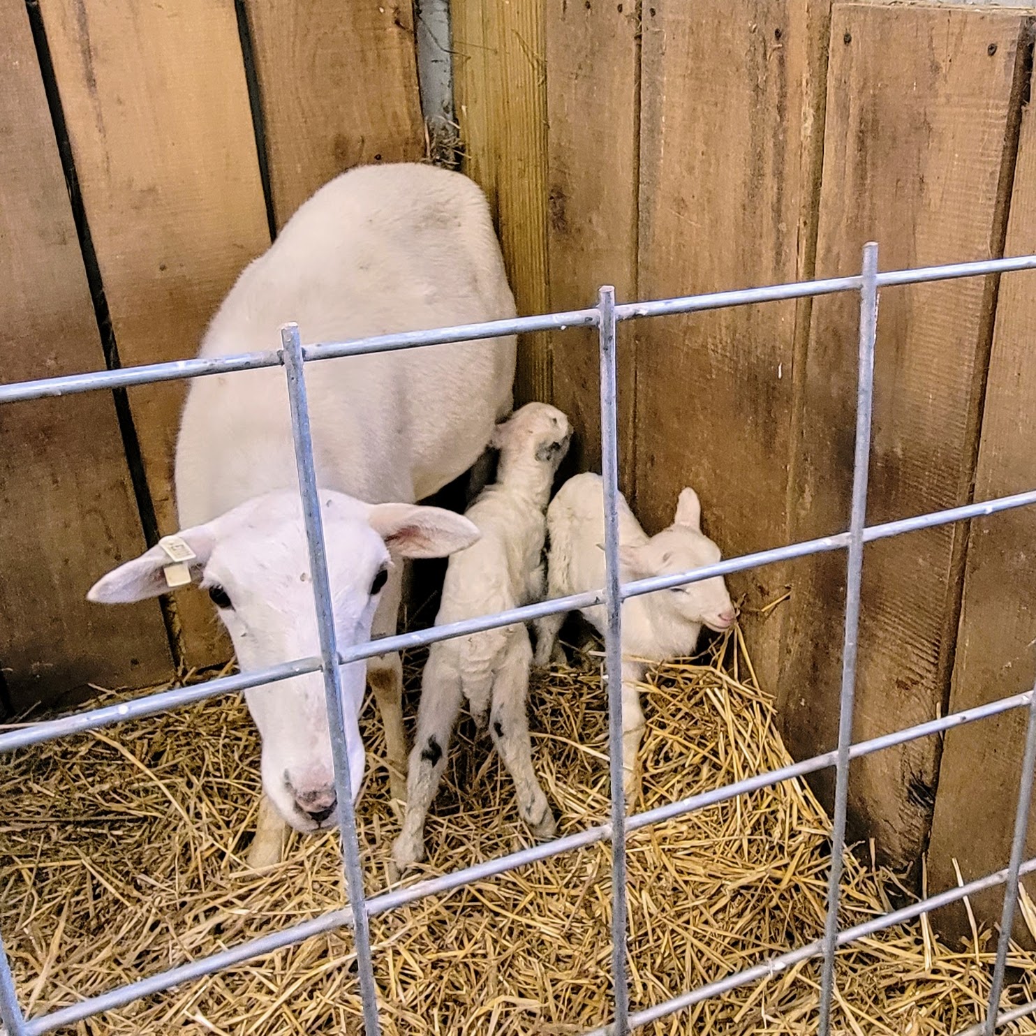 2023 Spring Lambs Arrive Soon!