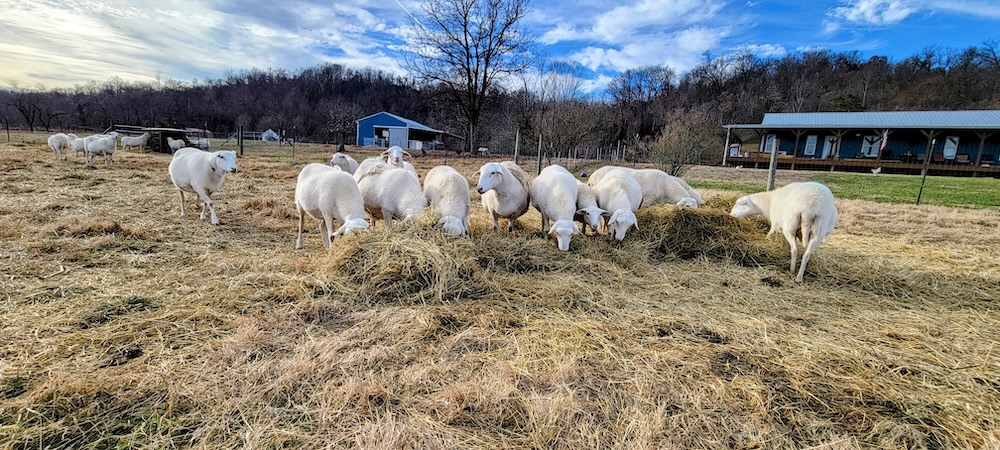 The Bale Grazing Experiment