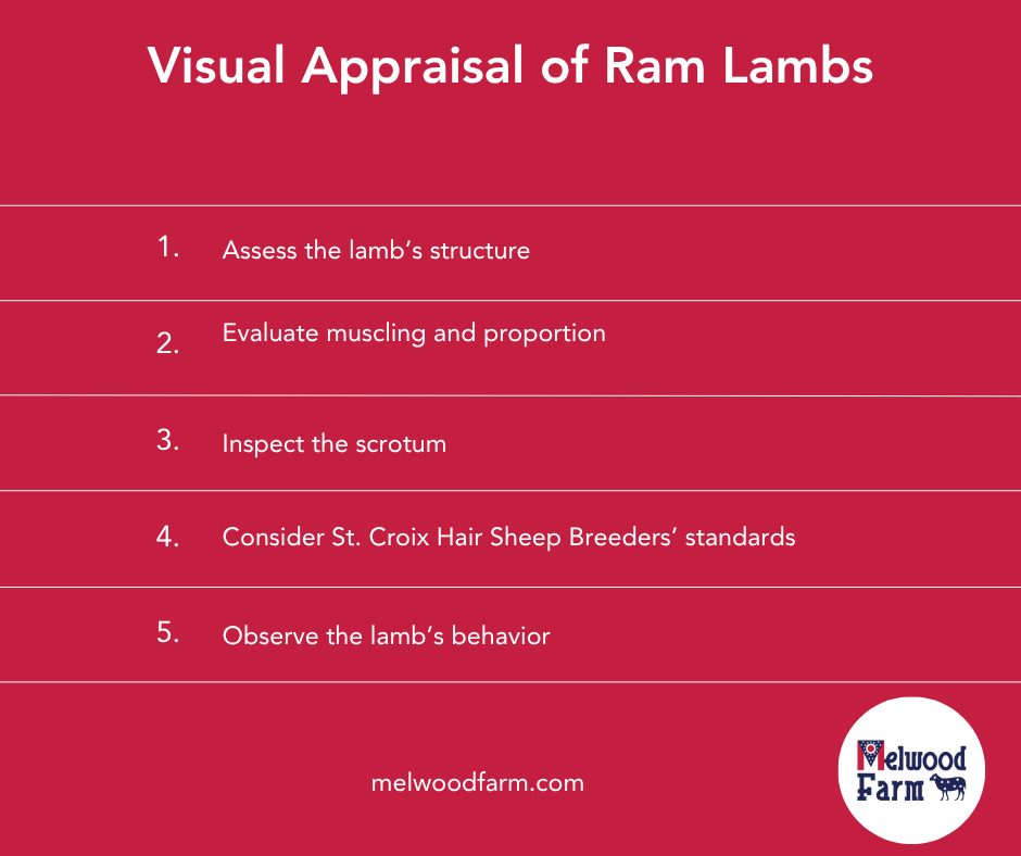 Visual Appraisal of Ram Lambs for Breeding Stock Selection